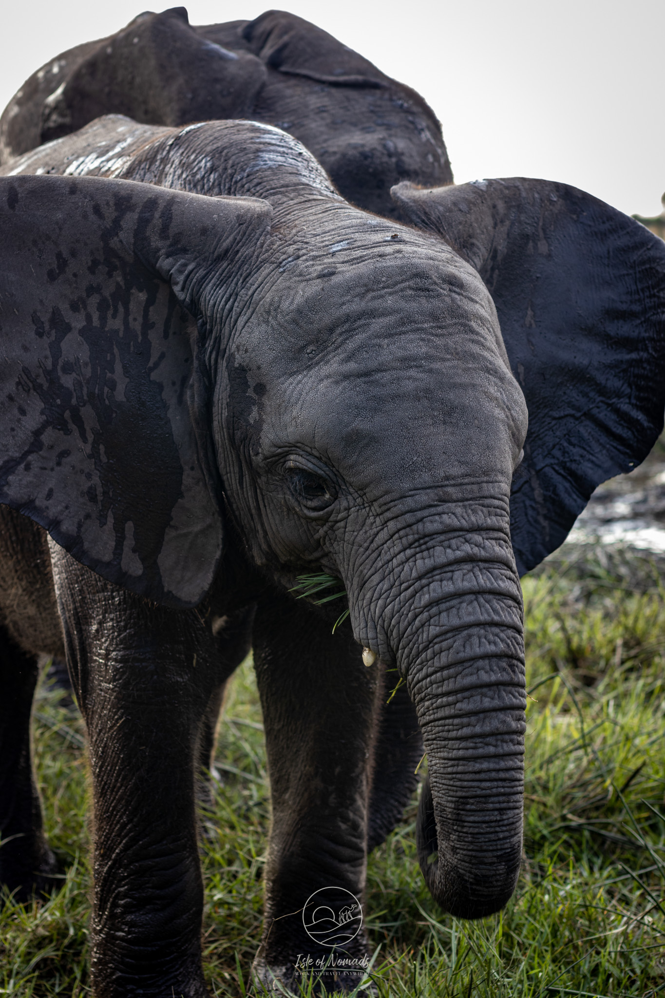 Elephant Havens rescues young elephants that have been abandoned by their groups...