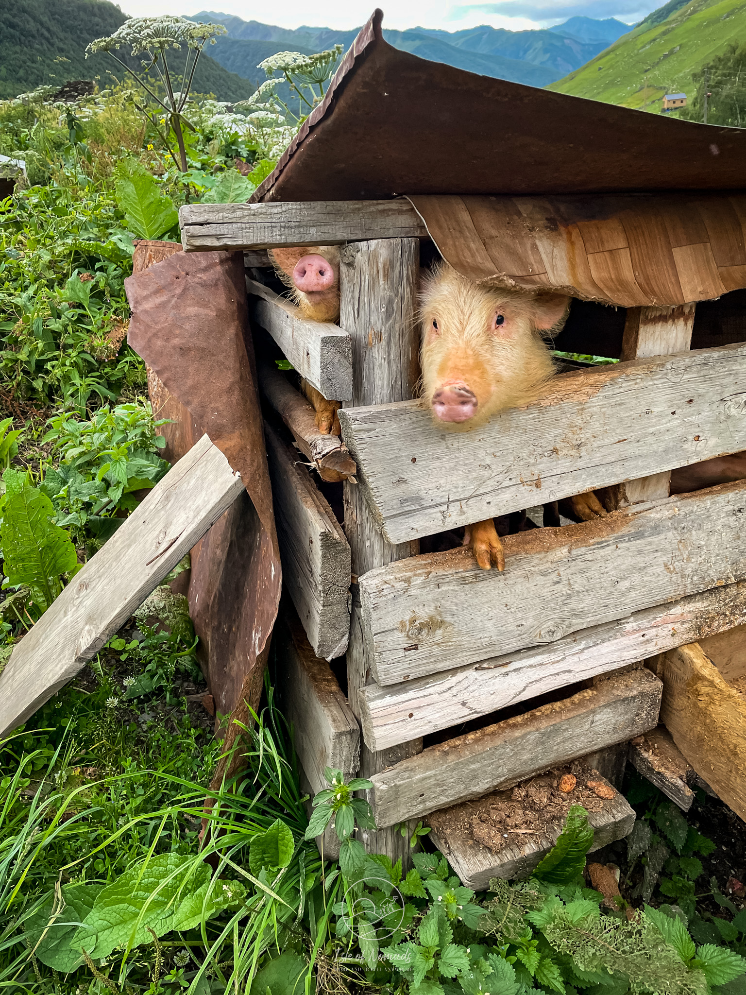 Our accommodation came with several pets