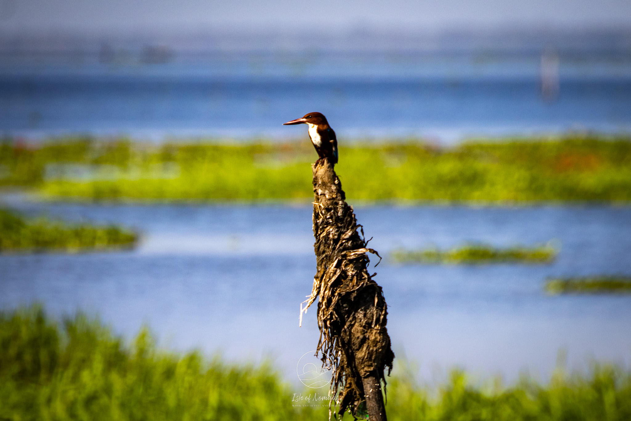 Birding is a great activity in the Backwaters