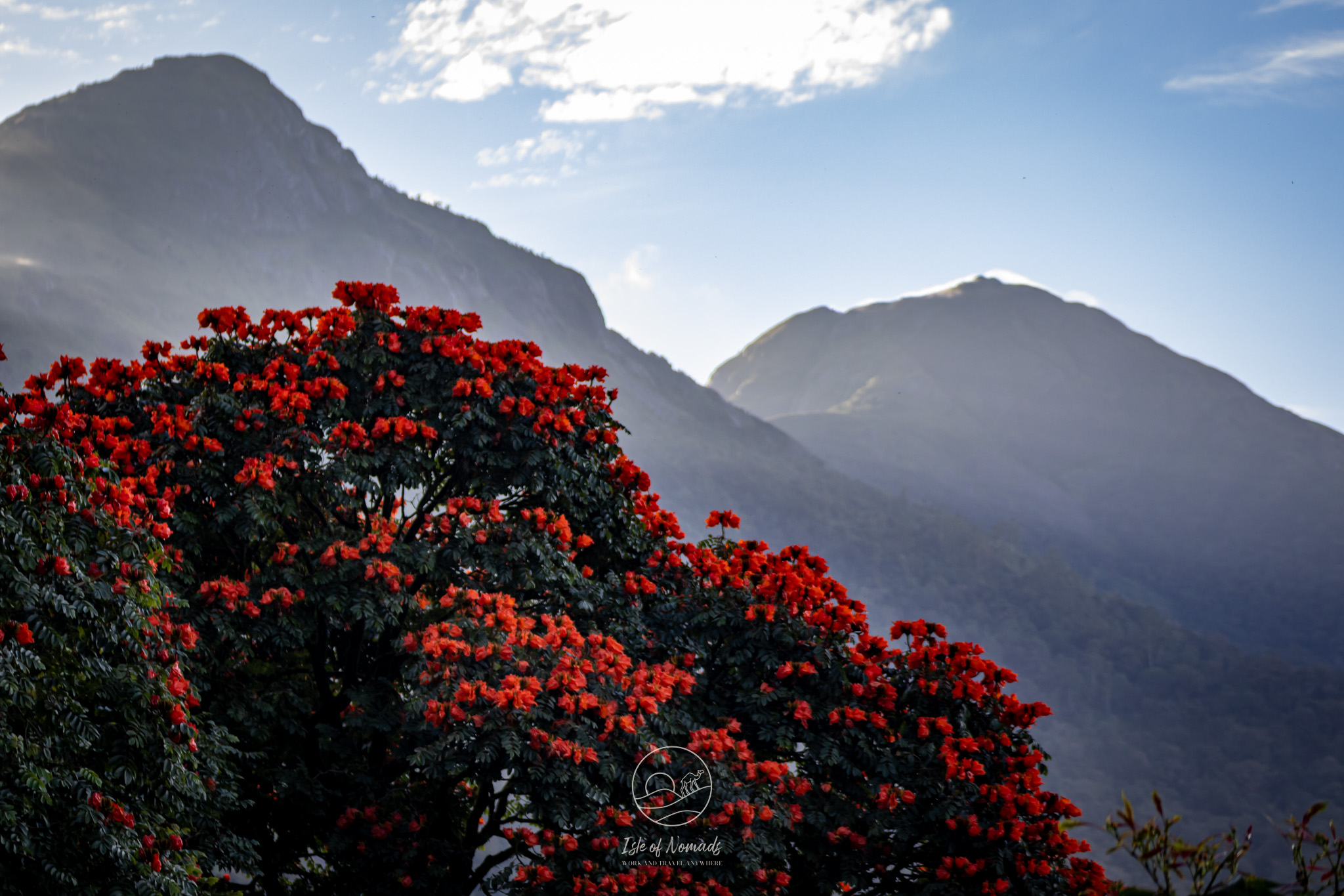 Morning view of the Munnar hills