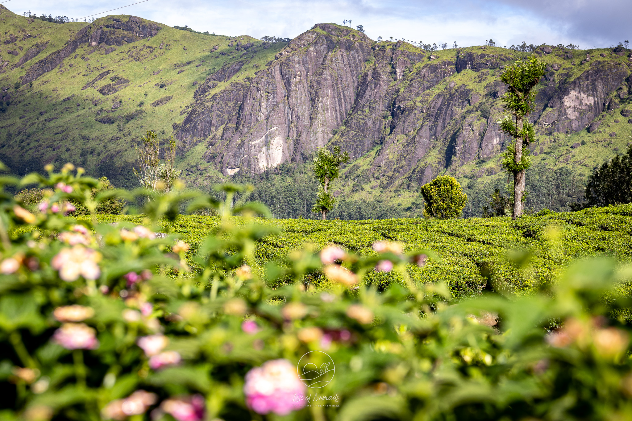 Tea plantations in Munnar