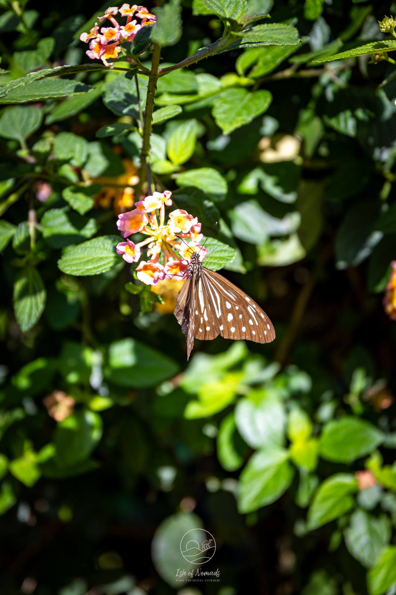 Spotted a beautiful butterfly!