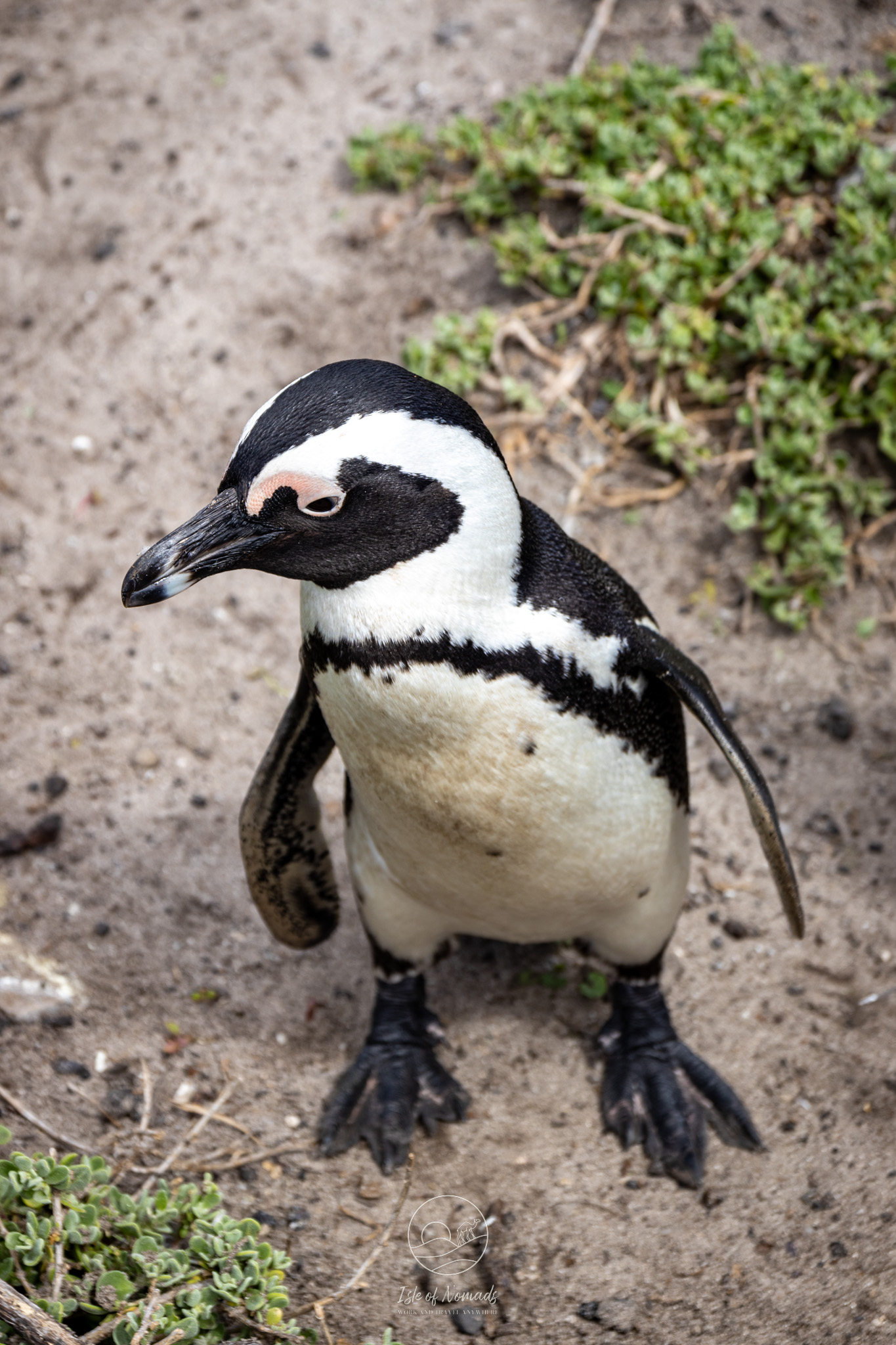 Boulders beach has a lot of cute penguins